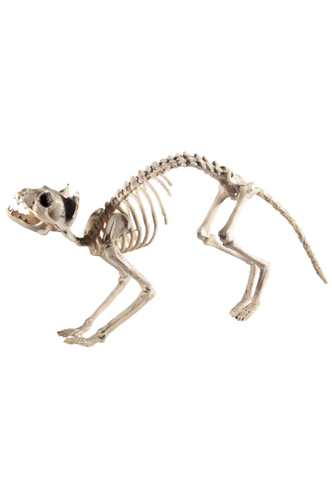 Cat Skeleton Prop, Natural